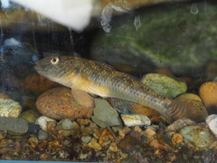 Rhinogobius similis
