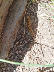 Paracles deserticola