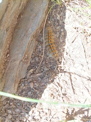 Paracles deserticola