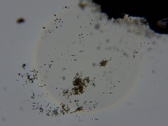 Chaenotheca hispidula