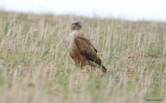 Buteo rufinus cirtensis