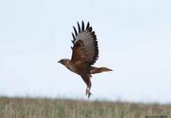 Buteo rufinus cirtensis