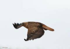 Buteo rufinus cirtensis