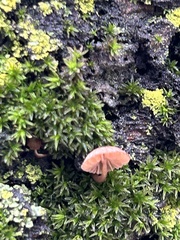 Mycena meliigena