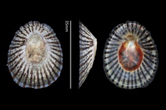 Cellana nigrolineata