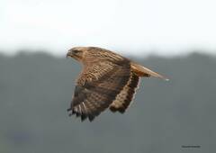 Buteo rufinus cirtensis
