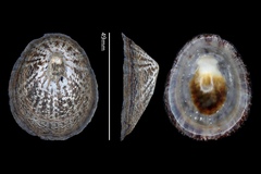 Cellana nigrolineata