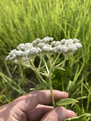 Parthenium integrifolium