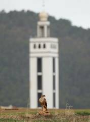 Buteo rufinus cirtensis