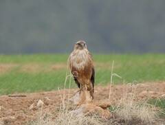 Buteo rufinus cirtensis