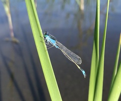 Ischnura fountaineae