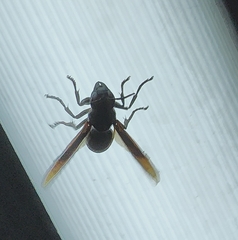 Rhynchium haemorrhoidale