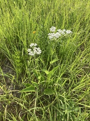 Parthenium integrifolium
