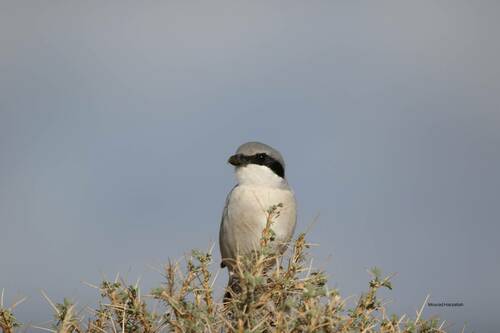Great Gray Shrike