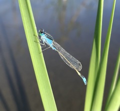 Ischnura fountaineae