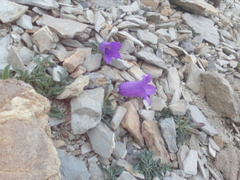 Campanula alpestris
