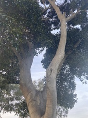 Ficus rubiginosa