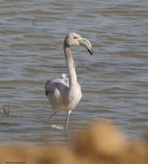 Phoenicopterus roseus