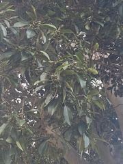 Ficus rubiginosa