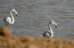 Phoenicopterus roseus