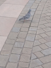 Columba livia domestica
