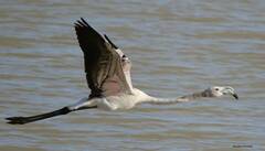 Phoenicopterus roseus