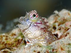 Glyptoparus delicatulus