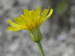Crepis lacera