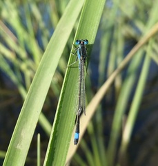 Ischnura fountaineae