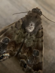 Glenopteris