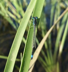 Ischnura fountaineae
