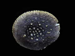 Validae