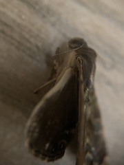 Glenopteris