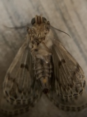 Glenopteris