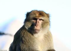 Macaca sylvanus