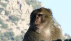 Macaca sylvanus