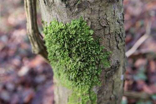 Flat-leaved Scalewort (Radula complanata)