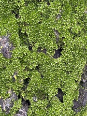 Ulota crispa