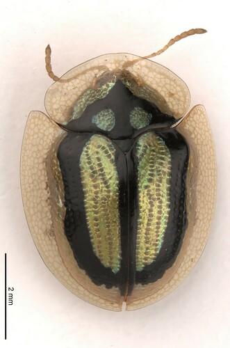 Chiridopsis aubei