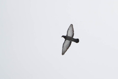 Columba livia domestica