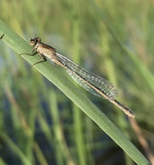 Ischnura fountaineae