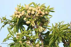 Prunus amygdalus