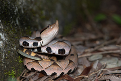 Deinagkistrodon acutus