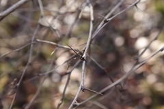 Berberis vulgaris