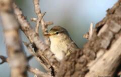 Phylloscopus trochilus