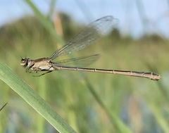 Ischnura fountaineae