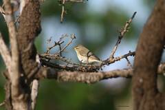 Phylloscopus trochilus