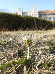Taraxacum coreanum