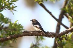 Ficedula hypoleuca