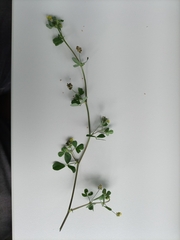 Medicago